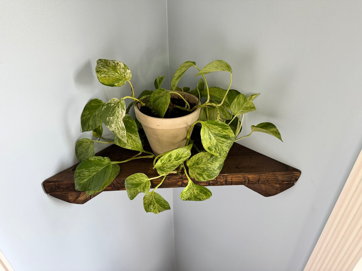 Close up of corner shelf with trailing plant